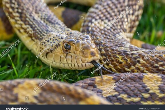 Arizona Gopher Snake: Desert Species Profile