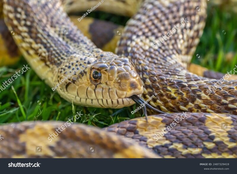 Arizona Gopher Snake: Desert Species Profile