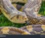 Arizona Gopher Snake: Desert Species Profile