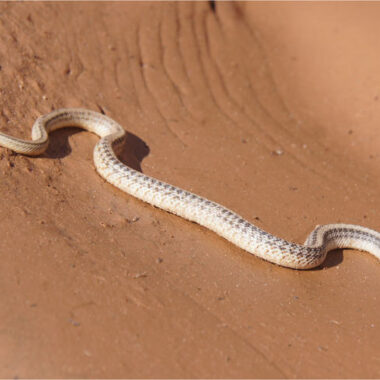 Arizona King Snake: Desert Dweller's Guide