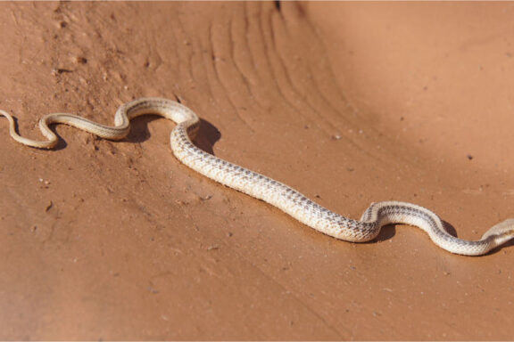 Arizona King Snake: Desert Dweller's Guide