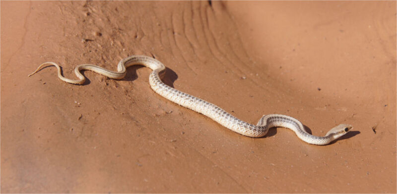 Arizona King Snake: Desert Dweller's Guide