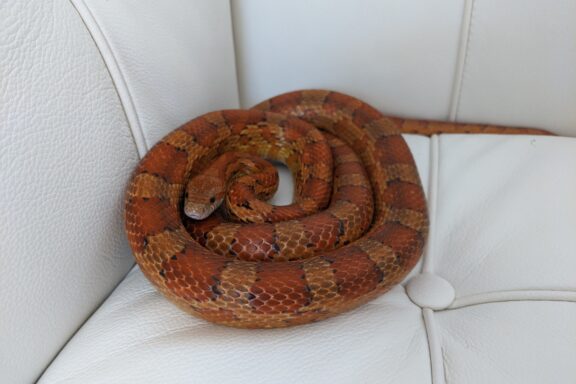 Average Length of Adult Corn Snakes