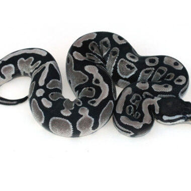 Axanthic Ball Pythons: Morph Guide & Care