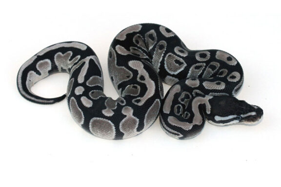 Axanthic Ball Pythons: Morph Guide & Care