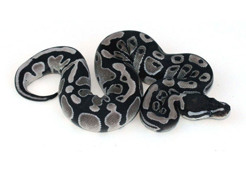 Axanthic Ball Pythons: Morph Guide & Care