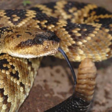 AZ Gopher Snake: Arizona Species Guide