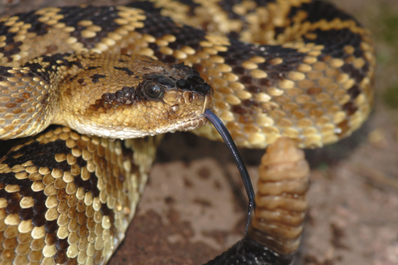 AZ Gopher Snake: Arizona Species Guide