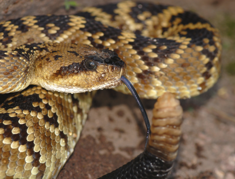 AZ Gopher Snake: Arizona Species Guide