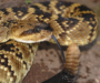 AZ Gopher Snake: Arizona Species Guide