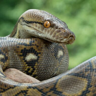 Baby Anacondas: Early Life of These Giant Snakes