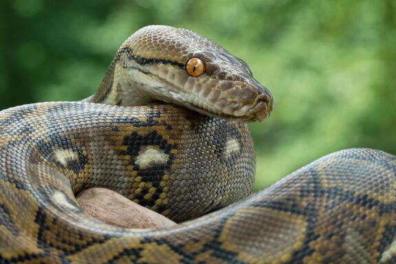 Baby Anacondas: Early Life of These Giant Snakes