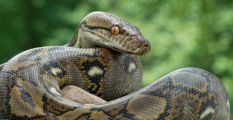 Baby Anacondas: Early Life of These Giant Snakes