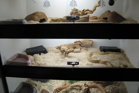 Baby Gopher Snake Care: Complete Guide