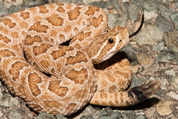 Baby Rattlesnake vs Gopher Snake: Key Differences