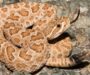 Baby Rattlesnake vs Gopher Snake: Key Differences