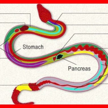 Ball Python Anatomy: A Detailed Overview