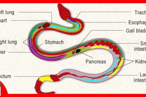 Ball Python Anatomy: A Detailed Overview