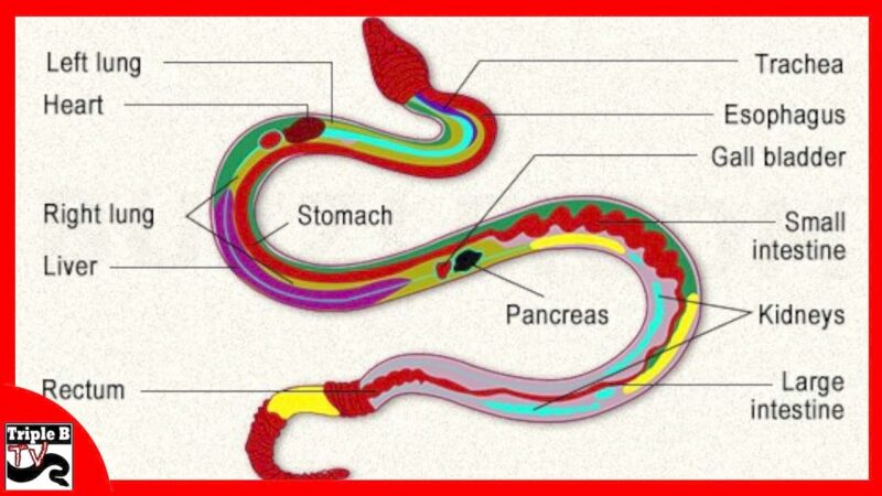 Ball Python Anatomy: A Detailed Overview