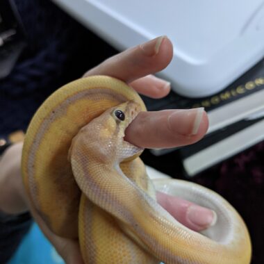 Ball Python Bites: What to Expect & Do