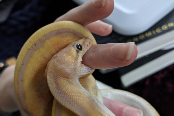 Ball Python Bites: What to Expect & Do