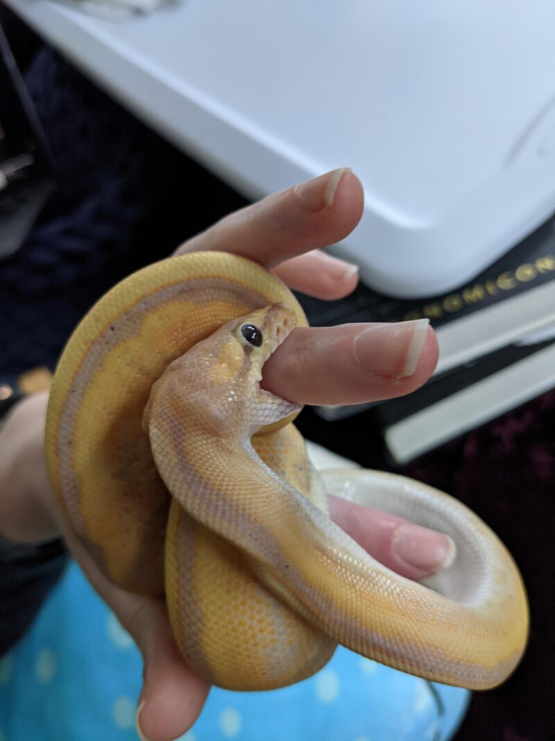 Ball Python Bites: What to Expect & Do