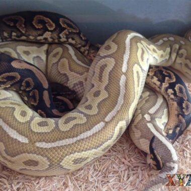 Ball Python Breeding Season: What to Know