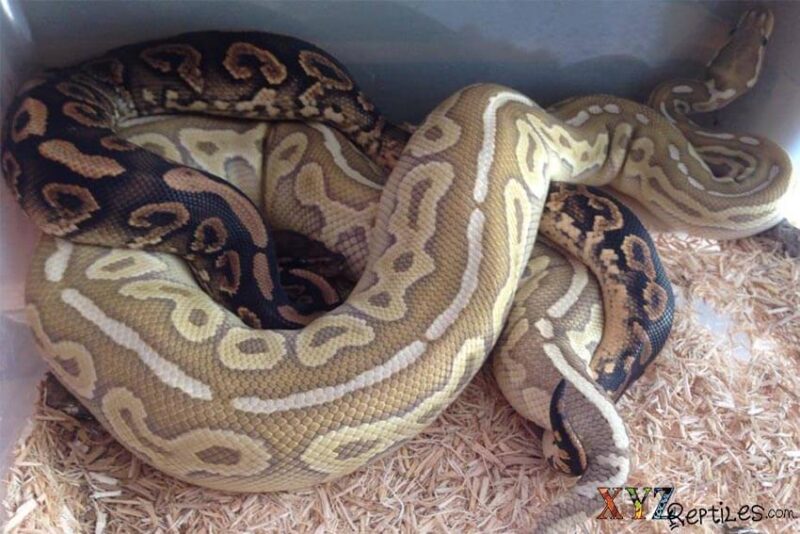 Ball Python Breeding Season: What to Know