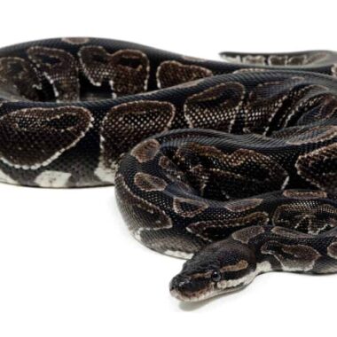 Ball Python Breeds: Morphs and Varieties