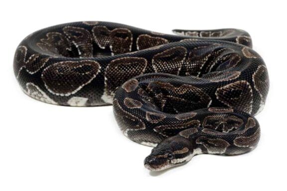 Ball Python Breeds: Morphs and Varieties