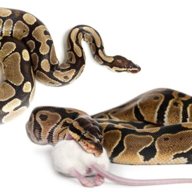 Ball Python Diet: Feeding Guidelines & Tips