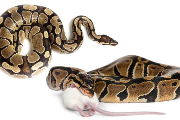 Ball Python Diet: Feeding Guidelines & Tips