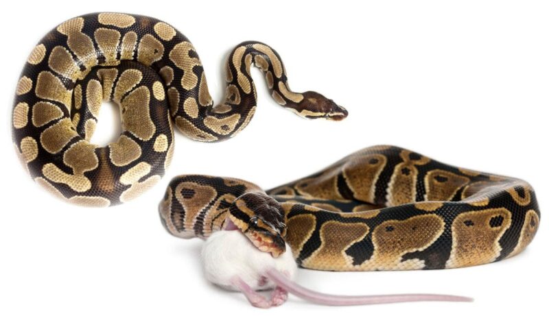 Ball Python Diet: Feeding Guidelines & Tips