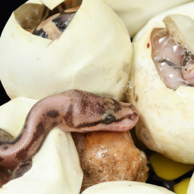 Ball Python Eggs: Laying and Incubation