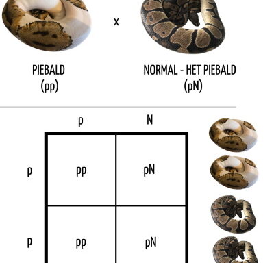 Ball Python Genetics: Morphs and Inheritance