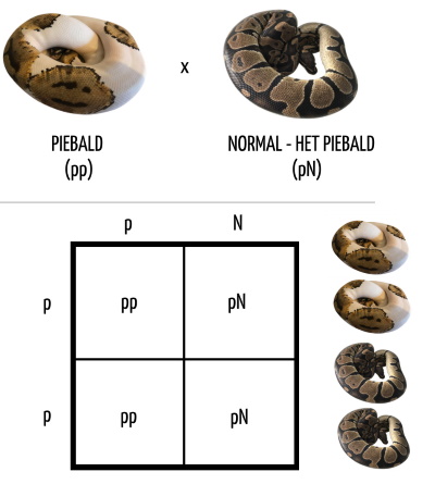 Ball Python Genetics: Morphs and Inheritance