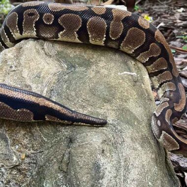 Ball Python Lifespan: How Long Do They Live?