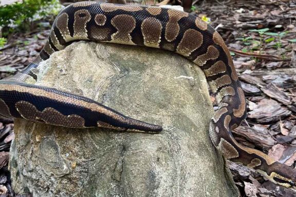 Ball Python Lifespan: How Long Do They Live?