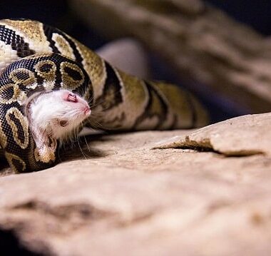 Ball Python Lifespan in Captivity: Expectations