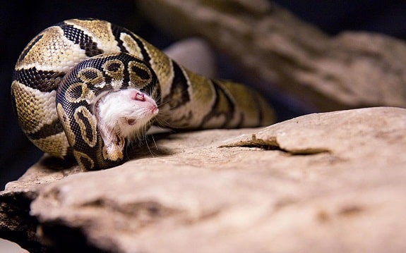 Ball Python Lifespan in Captivity: Expectations