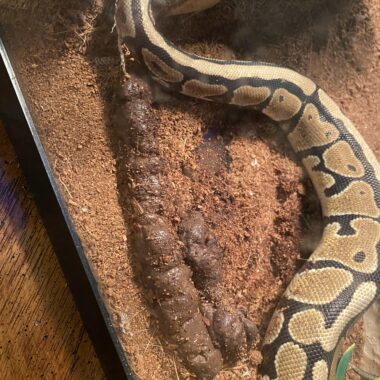 Ball Python Poop: What’s Normal & What’s Not