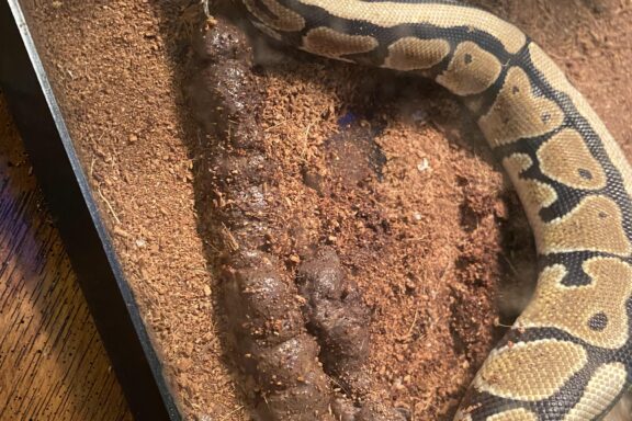 Ball Python Poop: What’s Normal & What’s Not