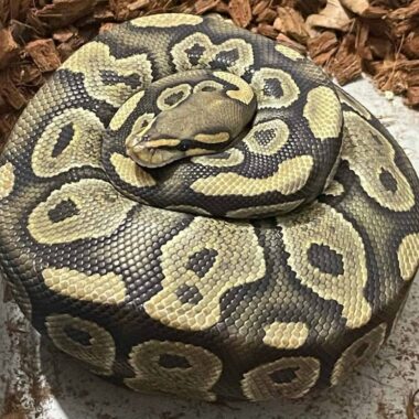 Ball Python Price Guide: Costs & Factors