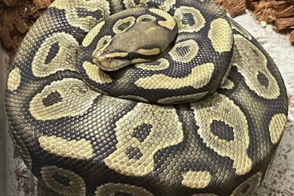 Ball Python Price Guide: Costs & Factors