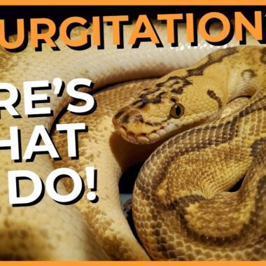 Ball Python Regurgitation: Causes & Prevention