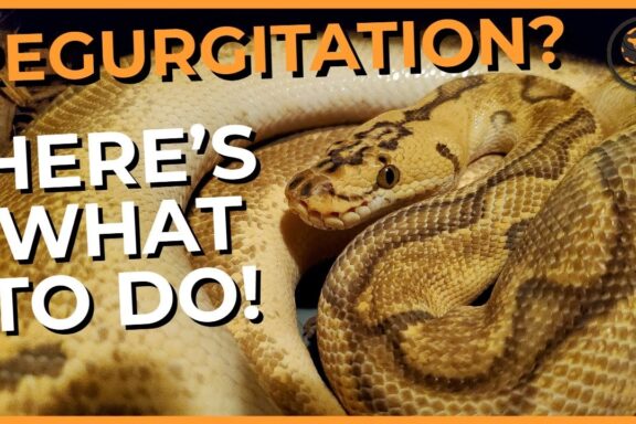 Ball Python Regurgitation: Causes & Prevention