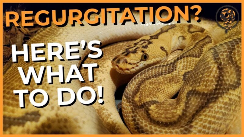 Ball Python Regurgitation: Causes & Prevention