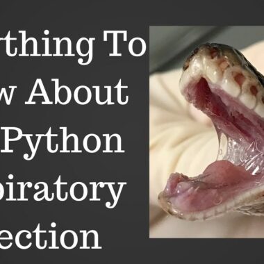 Ball Python Respiratory Infections: Signs & Treatment