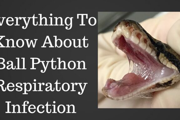 Ball Python Respiratory Infections: Signs & Treatment