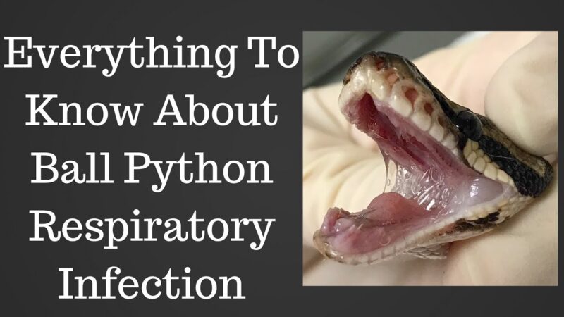 Ball Python Respiratory Infections: Signs & Treatment